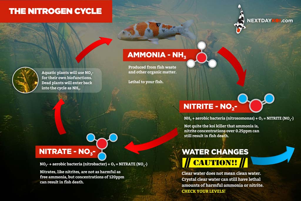 Water Quality and The Nitrogen Cycle in Your Koi Pond Next Day Koi