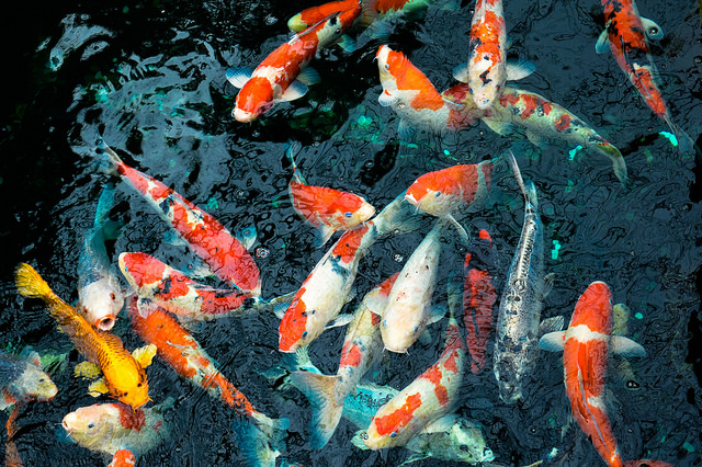 The Top 17 Mistakes Made by Koi Keepers (And How To Avoid Them) | Next